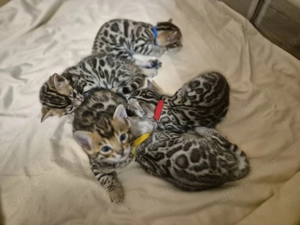 Prémium bengáli kiscicák - kép 4