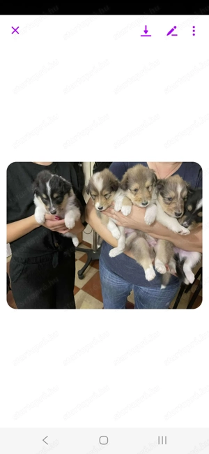 Skótjuhász kiskutyák 