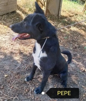 Pepét gyepmesteri telepről mentettük. Gazdit keresünk neki sürgősen