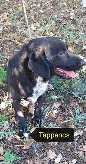 Tappancsot gyepmesteri telepről mentettük, most szerető gazdit keresünk neki