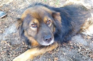 Balut gyepmesteri telepről mentettük,most szerető gazdit keresünk neki sürgősen