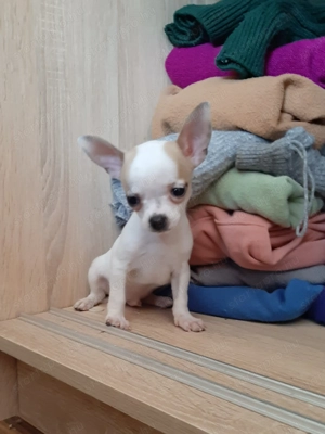 mini és extramini csivava eladó kiskutyák  - kép 8