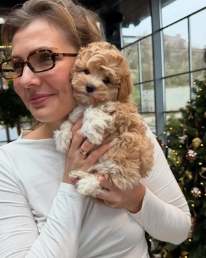 Maltipoo mini - kép 3