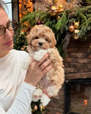 Maltipoo mini - kép 2