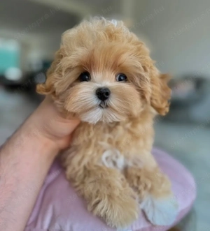 Mini Maltipoo  - kép 2