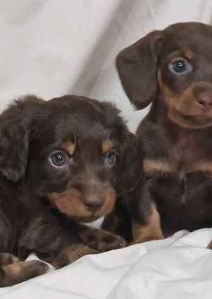 Kislány Hosszúszőrű csoki  Törpe tacskó  - kép 5