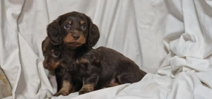 Kislány Hosszúszőrű csoki  Törpe tacskó  - kép 3