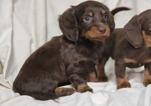 Kislány Hosszúszőrű csoki  Törpe tacskó  - kép 2