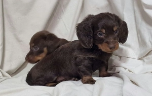 Kislány Hosszúszőrű csoki  Törpe tacskó  - kép 4