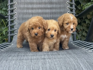 Maltipoo fiúk gazdisodnának!