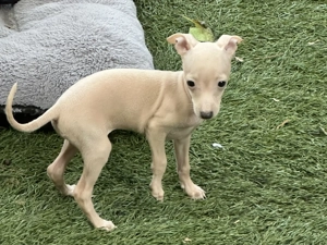 Kis olasz agár  - kép 2