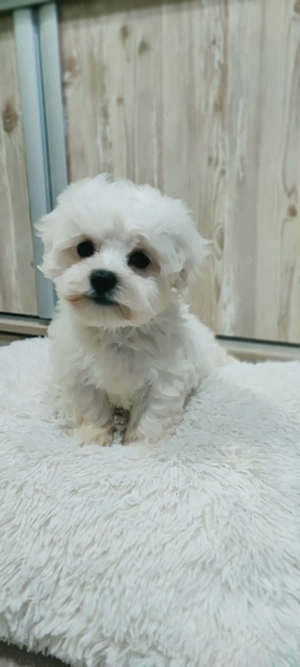 Eladó bolognese szuka kiskutya 