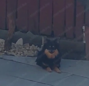 Spitcc kislányok várják az álom gazdit! - kép 3