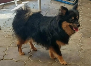 Spitcc kislányok várják az álom gazdit!