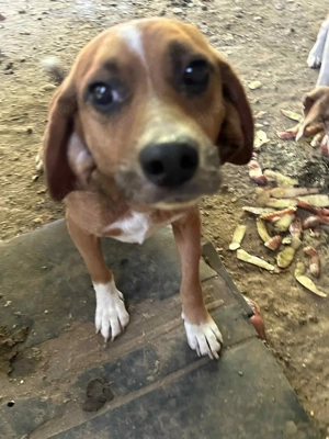 Beagle testvérek ingyen elvihetők