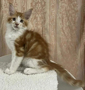 Maicone kölykök 10 hetesek  - kép 2