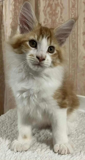 Maicone kölykök 10 hetesek  - kép 4