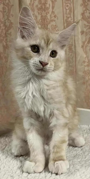 Maicone kölykök 10 hetesek  - kép 3