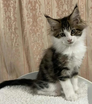 Maicone kölykök 10 hetesek  - kép 5