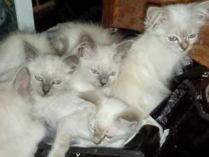 Ragdoll kandúr kölykök 