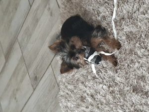 Yorkshiere terrier kiskutyák