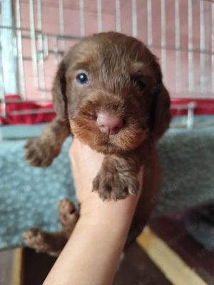 Törzskönyvezett minőségi szálkás szőrű tacskó kiskutyák  - kép 9