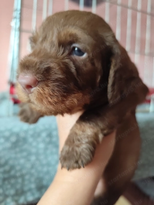 Törzskönyvezett minőségi szálkás szőrű tacskó kiskutyák 