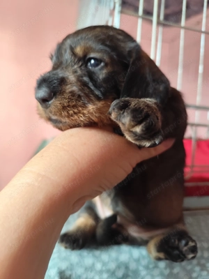 Törzskönyvezett minőségi szálkás szőrű tacskó kiskutyák  - kép 8