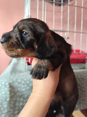 Törzskönyvezett minőségi szálkás szőrű tacskó kiskutyák  - kép 7