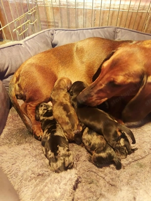 Törzskönyvezett rövidszőrű tacskó Minőségi kiskutyák mestertenyészetből