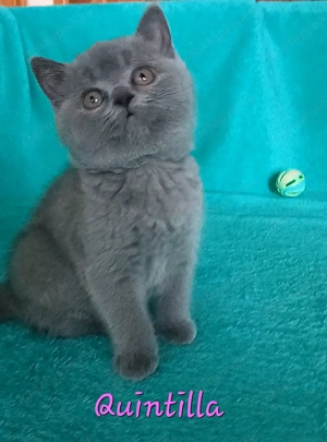 Kék brit rövidszőrű kislány eladó - kép 2