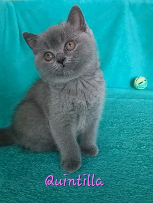 Kék brit rövidszőrű kislány eladó - kép 4