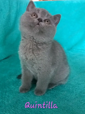 Kék brit rövidszőrű kislány eladó - kép 5