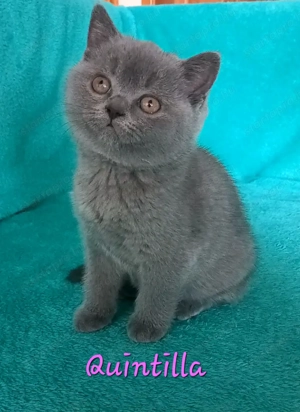 Kék brit rövidszőrű kislány eladó - kép 6