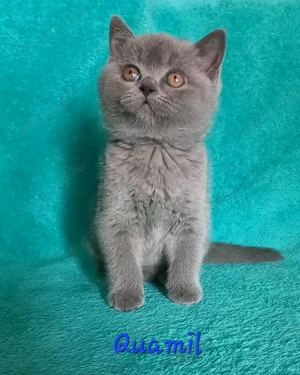 Kék brit rövid szőrű kandúr cica eladó - kép 2