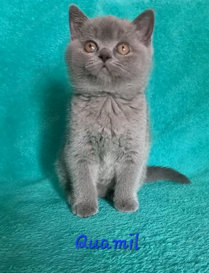 Kék brit rövid szőrű kandúr cica eladó - kép 3