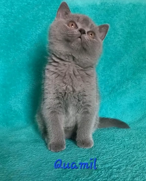 Kék brit rövid szőrű kandúr cica eladó - kép 4