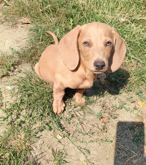 Krém isabella törpe tacskó kan