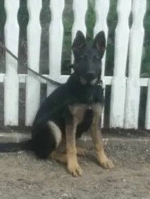 német juhász kutya  - kép 2