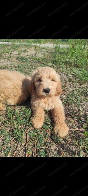 Barátságos Goldendoodle kölykök 