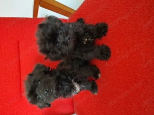 Bichon havanese kiskutyák  - kép 3