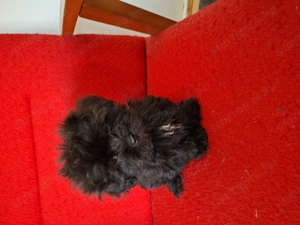 Bichon havanese kiskutyák! - kép 3