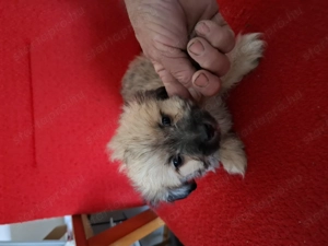 Bichon havanese kiskutyák! - kép 5