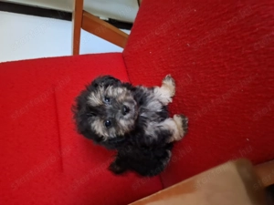 Bichon havanese kiskutyák! - kép 4