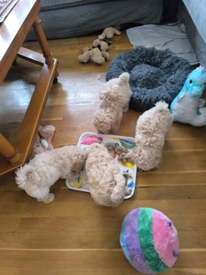 Maltipoo kölykök