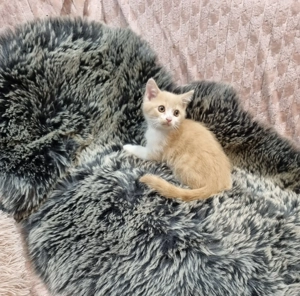 Fiú skót cica kedves hízelgő 