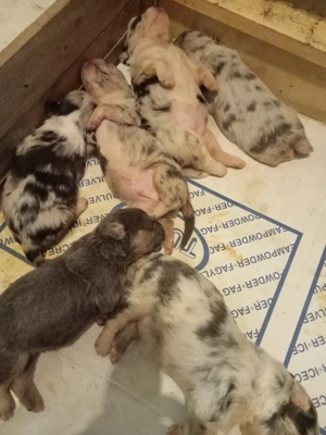 Keverék kiskutyák eladók!