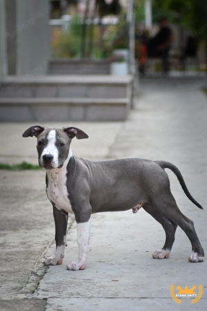 Amerikai stafford kék kölykök