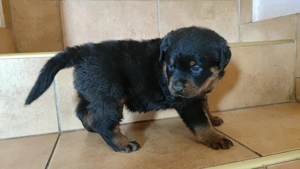 Rottweiler kan kiskutyák