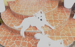 Spicc, német spicc fiú kölyök gazdisodna